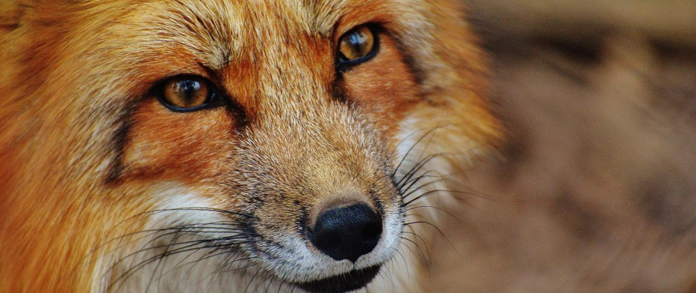 KOMUNIKAT LUBELSKIEGO WOJEWÓDZKIEGO LEKARZA WETERYNARII