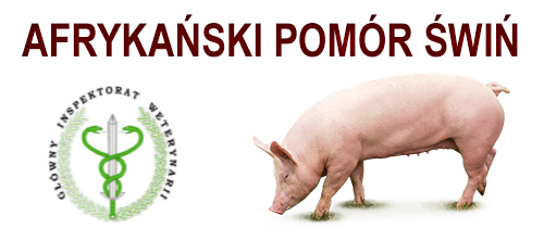 AFRYKAŃSKI POMóR ŚWIŃ