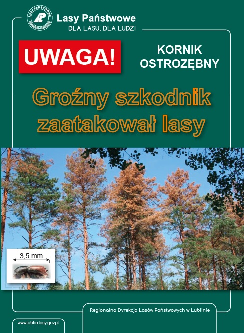 Uwaga! Kornik ostrozębny