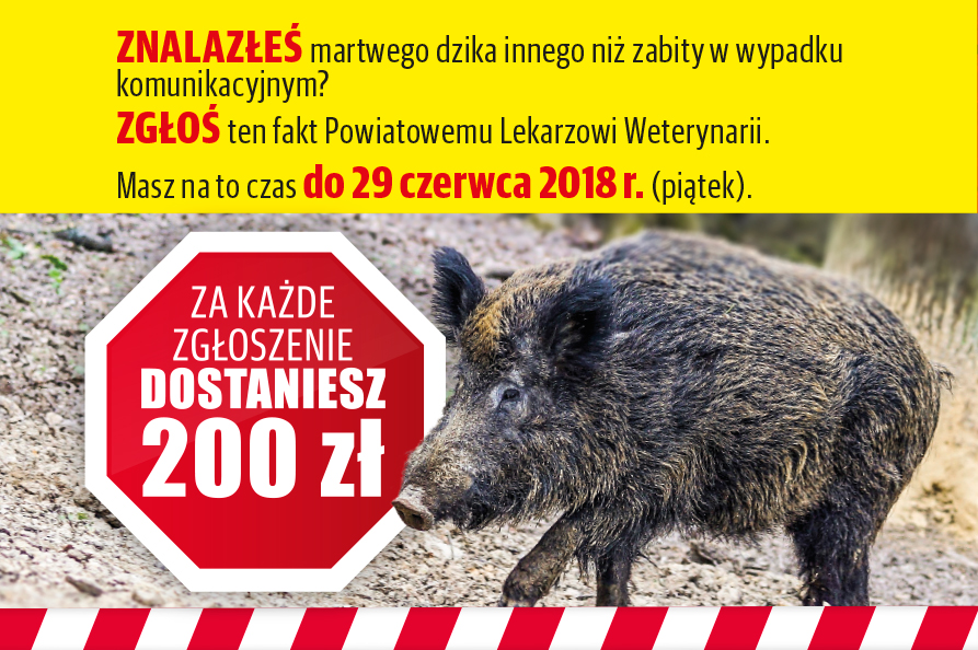 Konkurs na zgłoszenie znalezionego martwego dzika - II edycja